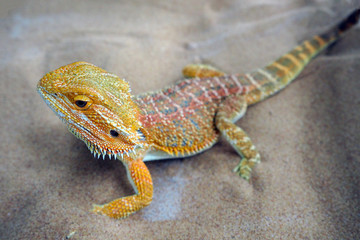 Australian reptile bearded Agama bright orange color in the sand