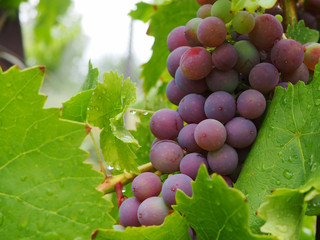 bunch of pink grapes with leaves