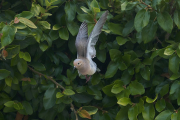 Morning Dove Pigeon flying different views, frontal and side against Vines