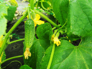 small cucumbers with flowers growing outdoors in the garden