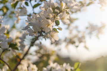 Beautiful natural background. Summer, spring concepts. Fresh cherry flowers in the gentle rays of the warm sun. Copy space. Template for design. Soft focus