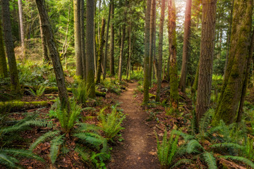 Fototapeta na wymiar Pacific Northwest Forest Trail. The Baker Preserve on Lummi Island, Washington. A beautiful small trail that leads to a magnificent viewpoint and is lined with ferns and evergreen trees.