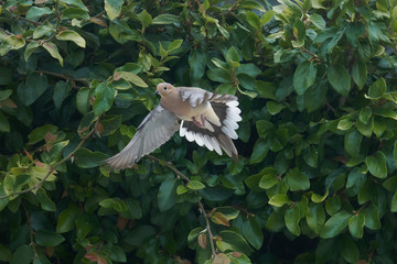 Morning dove pigeon facing different directions resting in vines.