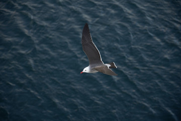Seagulls and Albatross flying top view over ocean 