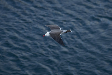 Fototapeta na wymiar Seagulls and Albatross flying top view over ocean 