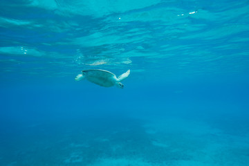 Sea turtle swimming off the coast of Saint Thomas Island 