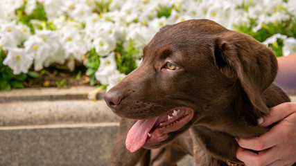 a chocolate labrador resting and panting during a daily walk around Marbella, Spain