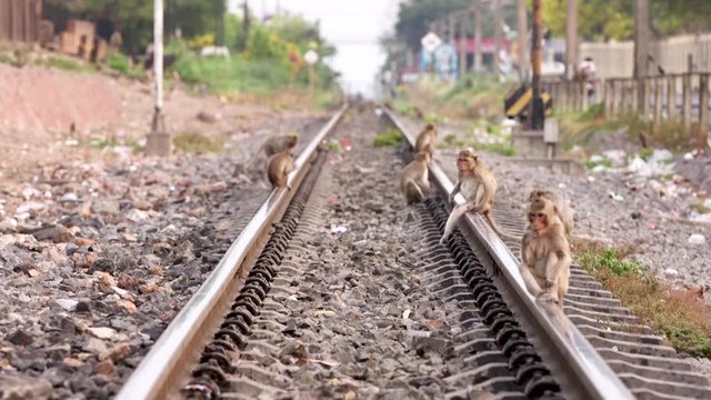 Lopburi Monkey Land 16 Mar 2020 