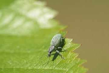 Grünrüssler Käfer auf einen Blatt