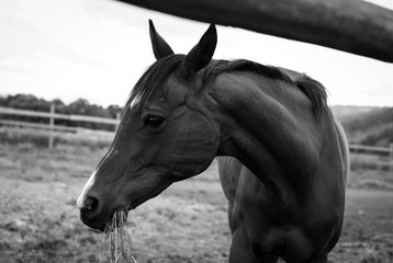 Czarno białe zdjęcie konia jedzącego siano.