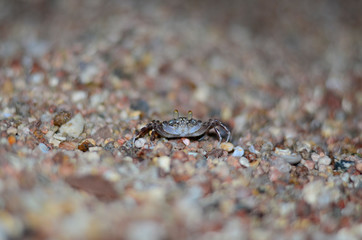 crab sand little sea cute beach night