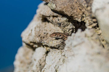 Lizard on rock