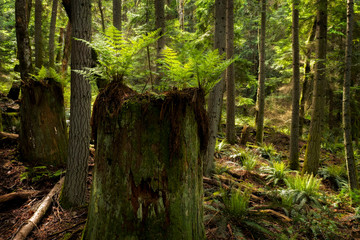 Sword Ferns Growing Out of an Old Growth Cedar Stump. Sunlight illuminates the new sword ferns growing out of a nurse tree on an island in the Pacific Northwest, USA.