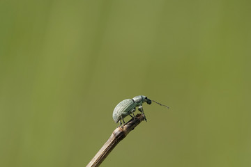 Grünrüssler Käfer auf einen Zweig