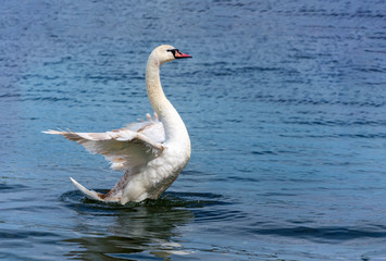 Mute swan (Cygnus olor) spreading wings wide open and landing on the lake