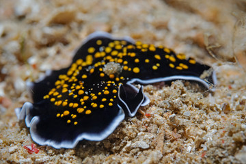 Flatworm (Thysanozoon flavomaculatum)