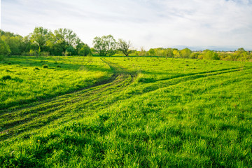 beautiful spring sunset in a green shiny field with green grass and golden sun rays, deep blue cloudy sky , trees and