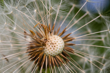 Macro of a puffy dandelion in alpine meadow with blurred bokeh background;