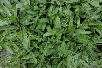 Oenothera macrocarpa (Onagraceae), 2020