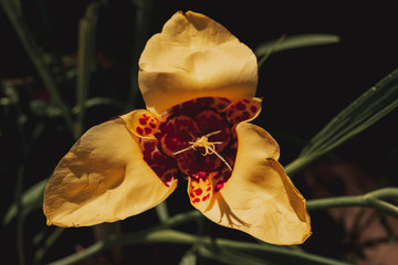 Close up of Yellow Cymbidium Orchids boat orchid flowers blooming in the greenhouse. Macro. Orchid...