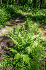 Fototapeta premium Feldweg