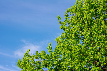 Fototapeta premium Beautiful big tree against the blue sky.