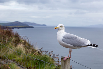 A Seagull on a Fence Post on the Wild Atlantic Way