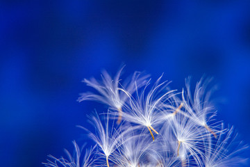 Parachutes of dandalion / dandelion seeds on a abstract blue background / Copy space for text / Macro