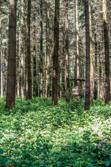 Hochsitz zur Wild Beobachtung