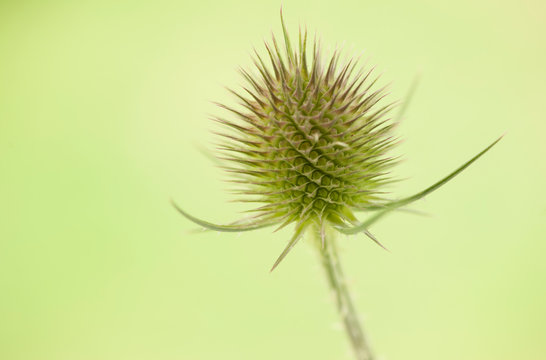 Wilde Karde (dipsacus fullonum)