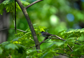 beautiful vibrant forest birds in the wild in the forest