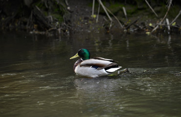 broad-nosed ducks on the river in natural conditions