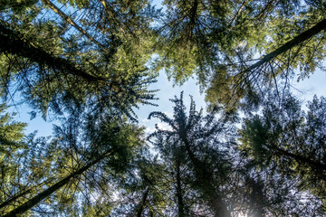 Bäume im Mischwald