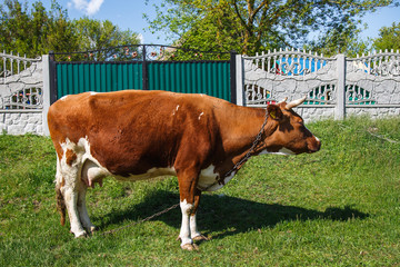 Cow 
