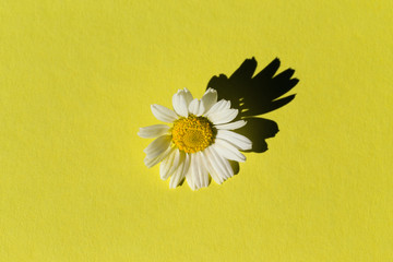 Fototapeta na wymiar Camomile flower on pastel background. Floral backdrop for seasonal cards, blogs, posters and web design