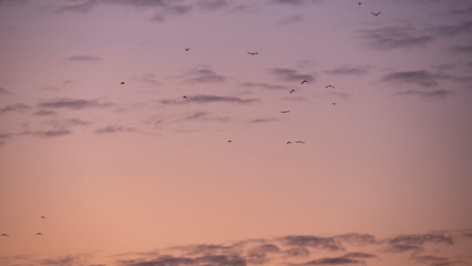 A flock of birds against the background of the morning sky with a gradient and long, fluffy clouds. Landscape sky. Template.