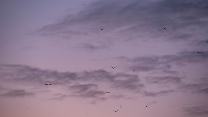 A flock of birds against the background of the morning sky with a gradient and long, fluffy clouds. Landscape sky. Template.