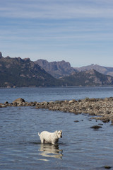 white dog on the patagonia lake
