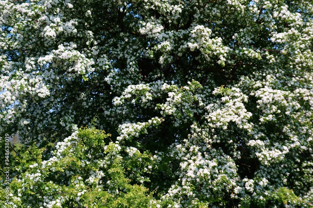 Wall mural Blooming tree in spring.