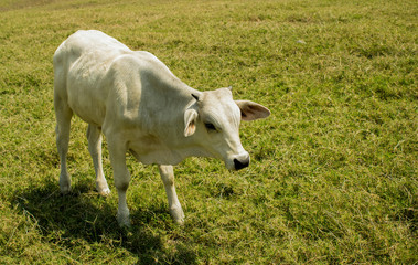 Obraz na płótnie Canvas Cow in grass field