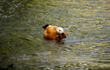 brown ducks on the river in the wild