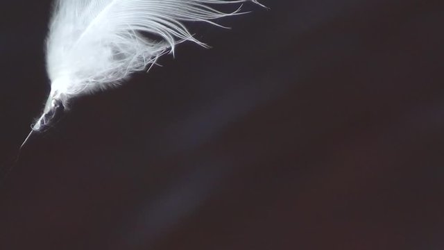 Lot Of White Feathers Floating In The Breeze On Black Background, Slow  Motion Stock Footage ft. art & bird - Envato Elements