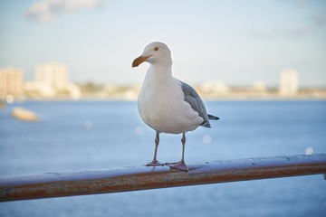 Seagull about to take off from Ship Railing facing left