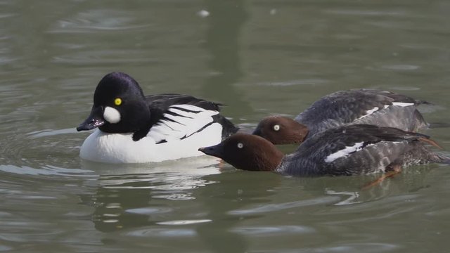 Two Female Goldeneye Ducks Near Male Looking Closely Whilst On Water in courtship phase, mating season