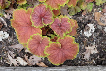 Heuchera hybr. (Delta Dawn), 2020