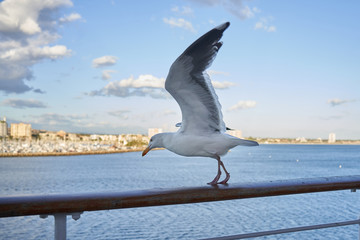 Seagull about to take off from Ship Railing facing left