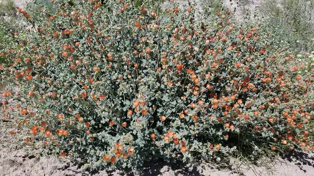 Alluring red orange flowers on Apricot Globemallow, Sphaeralcea Ambigua, Malvaceae, native perennial on the edges of Twentynine Palms, Southern Mojave Desert, Springtime.
