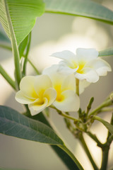 Flor de Mayo blanca / Flores mexicanas