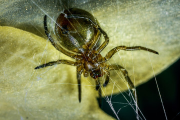 Scary spider on a green leaf background. Spider on the web.