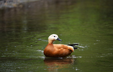 brown ducks on the river in the wild